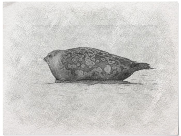 seal_drawing
