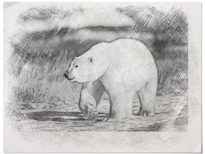 polar_bear_drawing